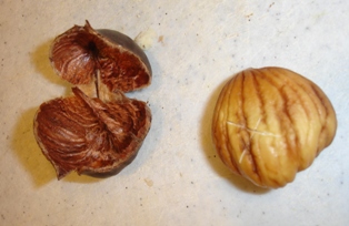 Peeling chestnuts